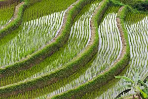 Images Dated 18th June 2015: Water filled rice terraces, Bali island, Indonesia