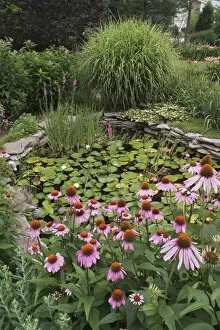 Water garden and Cone Flowers, Echinacea purpurea, Louisville, Kentucky