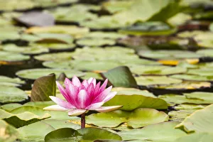 Images Dated 2017 August: Water lilies blooming and lily pads in a pond