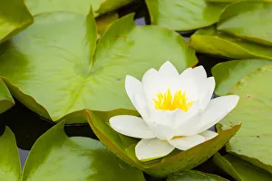 Images Dated 2017 August: Water lilies blooming and lily pads in a pond