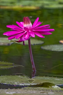 Images Dated 17th June 2006: Water lilies, of the genus Nymphaea, are aquatic plants found world-wide; often planted