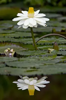 Water lilies, of the genus Nymphaea, are aquatic plants found world-wide; often planted