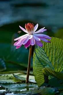 Images Dated 30th October 2004: Water lilies, of the genus Nymphaea, are aquatic plants found world-wide; often planted