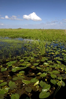 Images Dated 4th November 2011: Water lilies and sawgrass in the Flordia everglades