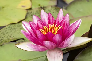 Images Dated 10th August 2017: Water lilly bloom and lily pads in a pond