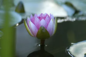 Images Dated 2022: Water lily