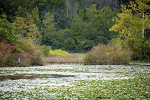 Images Dated 6th September 2021: Water lily covered lake, France Park, Indiana, USA