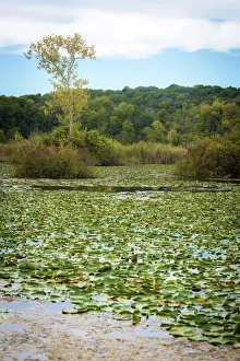 Images Dated 6th September 2021: Water lily covered lake, France Park, Indiana, USA