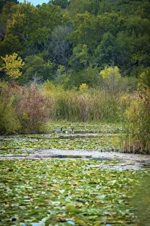 Images Dated 6th September 2021: Water lily covered lake, France Park, Indiana, USA