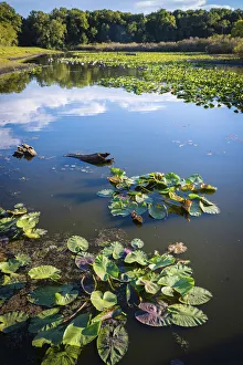 Images Dated 6th September 2021: Water lily leaves and reflections, Tippecanoe State Park, Indiana, USA