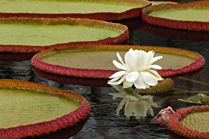 Water lily and lilly pad pond, Longwood Gardens, PA
