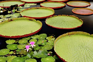 Pennsylvania Prints: Water lily and lilly pad pond, Longwood Gardens, PA