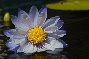 Water Lily and lilypads, Como Park Zoo and Conservatory, Minneapolis, Minnesota