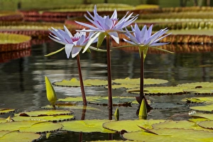 Minnesota Prints: Water Lily and lilypads, Como Park Zoo and Conservatory, Minneapolis, Minnesota