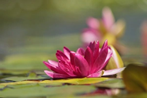 Water Lily and lilypads, Como Park Zoo and Conservatory, Minneapolis, Minnesota
