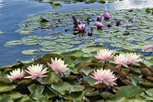 Minnesota Prints: Water Lily and lilypads, Como Park Zoo and Conservatory, Minneapolis, Minnesota