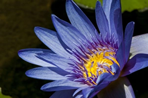 Water lily (Nymphaeaceae) in Na `Aina Kai Botanical Gardens & Sculpture Park, Kauai