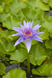 Images Dated 3rd December 2012: Water lily, Palau