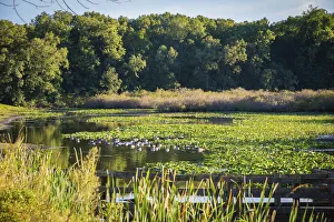 Images Dated 6th September 2021: Water lily pond, Tippecanoe State Park, Indiana, USA