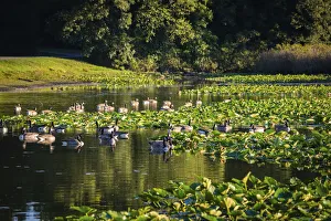 Images Dated 6th September 2021: Water lily pond, Tippecanoe State Park, Indiana, USA