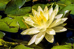 Water lily Puerto Vallarta Botanical Garden, Puerto Vallarta, Jalisco, Mexico Water lily Puerto Vallarta Botanical Garden, Puerto Vallarta, Jalisco, Mexico