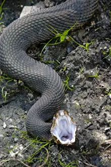 The water moccasin (Agkistrodon piscivorus) is a venomous pit viper species found