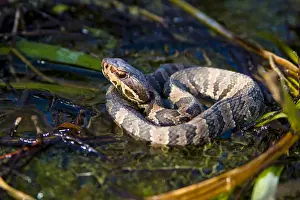 Rodent Prints: The water moccasin (Agkistrodon piscivorus) is a venomous pit viper species found