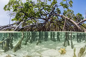 Exuma Gallery: Over and under water photograph of a mangrove tree in clear tropical waters with