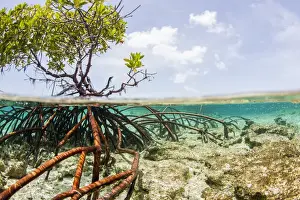 Exuma Chain Prints: Over and under water photograph of a mangrove tree in clear tropical waters with