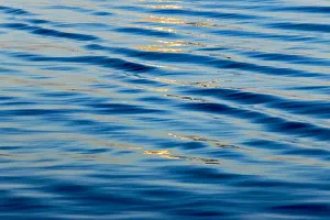 Images Dated 10th September 2018: Water ripples, Chobe National Park. North-West District, Botswana