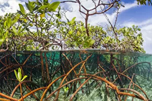 Bahamas Gallery: Above water and below water view of mangrove with juvenile snappper and jack