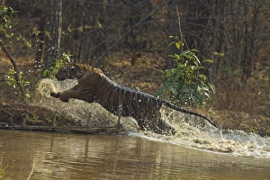 Images Dated 16th April 2012: Water works by Royal Bengal Tiger, Tadoba Andheri Tiger Reserve, India