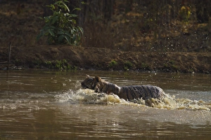 Killer Prints: Water works by Royal Bengal Tiger, Tadoba Andheri Tiger Reserve, India