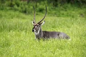 Images Dated 16th November 2007: Waterbuck Bull, Kobus ellipsiprymnus, Hluhulwe Game Reserve, South Africa