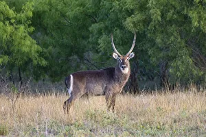 Images Dated 28th May 2018: Waterbuck (Kobus ellipsiprymnus) in grassland