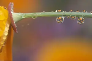 Water Drop Prints: waterdrops reflecting on California Poppies (Escholzia californica) near Portland, Oregon