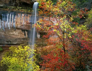 Chasm Prints: Waterfall, bigtooth maple (Acer grandidentatum)