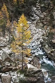 South Tyrol Prints: Waterfall of creek Plimabach in valley martelltal with colorfull larch trees larix decidua in fall