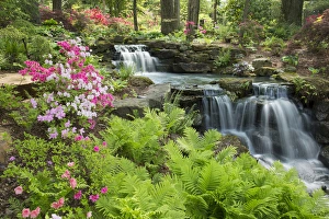 Indiana Prints: Waterfall with ferns and azaleas at Azalea Path Arboretum & Botanical Gardens, Hazleton