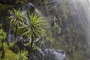 East Africa Prints: Waterfall at Mount Stanley, Ruwenzori, Uganda