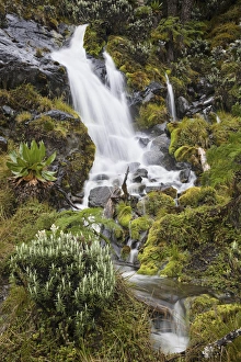 Images Dated 18th January 2009: Waterfall at Mount Stanley, Ruwenzori, Uganda