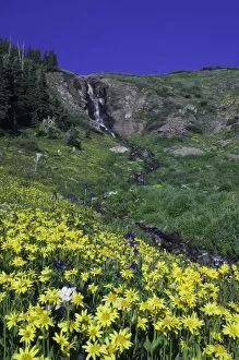 Images Dated 18th July 2007: Waterfall and wildflowers in alpine meadow, Heartleaf Arnica, Arnica cordifolia, Ouray