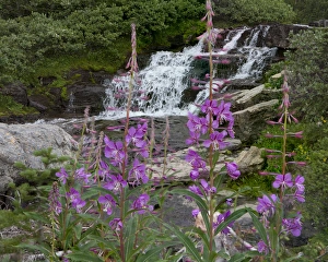 Images Dated 9th August 2013: Waterfall behind Wildflowers. Glacier National Park. Montana. USA