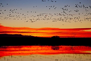 Images Dated 1st December 2011: Waterfowl on roost at sunrise, Bosque del Apache National Wildlife Refuge, New Mexico