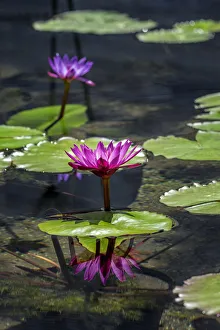 Floral And Botanical Prints: Waterlilies in pond