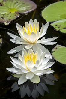 Botanical Prints: Waterlilies, USA