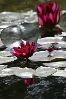 Waterlily Prints: Waterlily