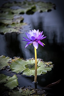 Prints of A waterlily emerges to show off it's beautiful purple bloom Images Dated 2024 November: A waterlily emerges to show off it's beautiful purple bloom