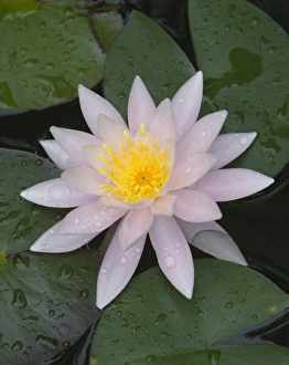 Gentle Prints: Waterlily flower with water droplets, Cape Cod, Massachusetts