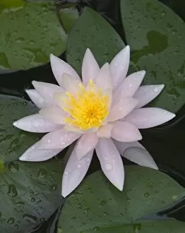 Images Dated 31st August 2007: Waterlily flower with water droplets, Cape Cod, Massachusetts